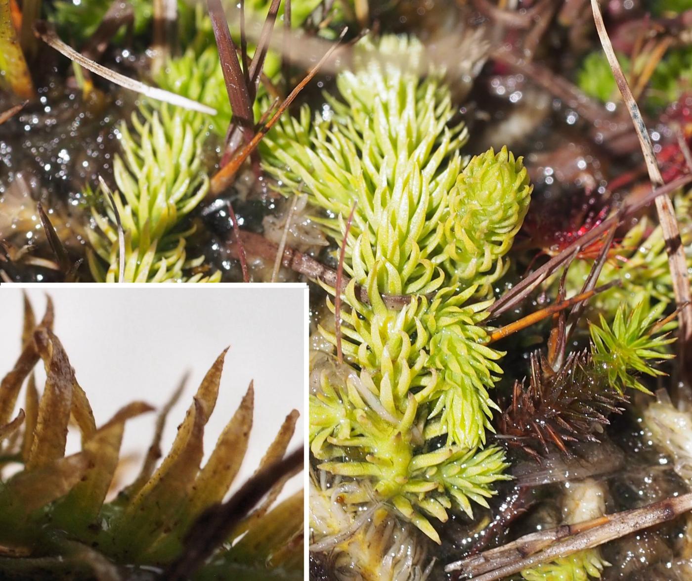 Clubmoss, Marsh leaf